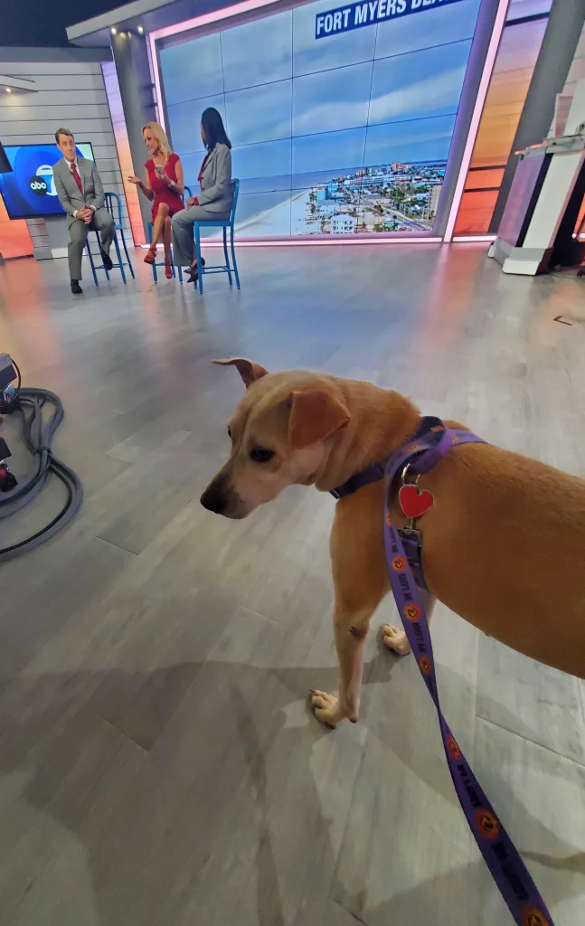 Dingo At ABC 11.28.23
