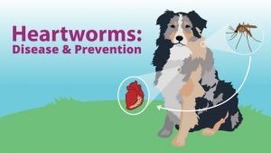 May Heartworms Blog Graphic