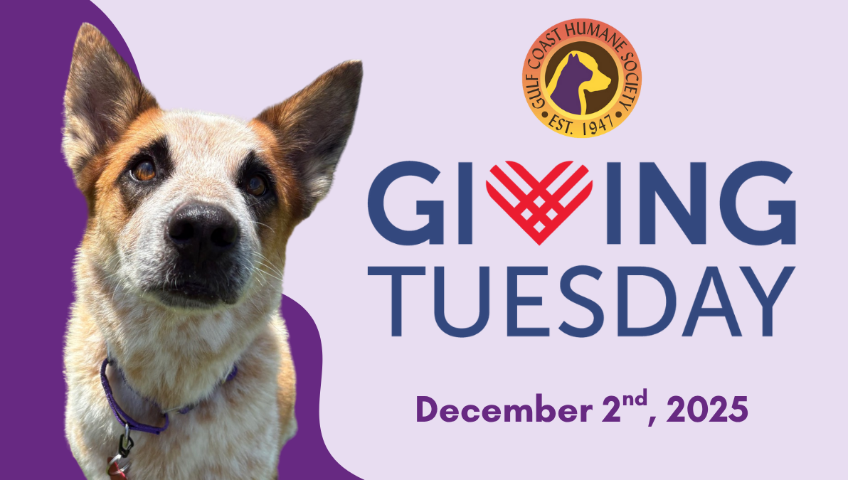 Giving Tuesday - Gulf Coast Humane Society - December 2nd, 2025