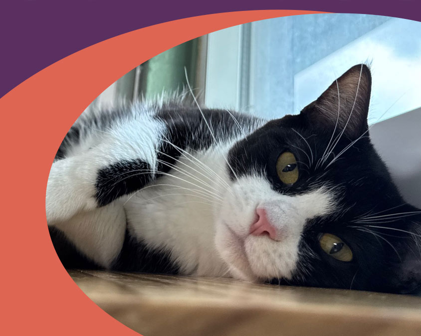 Adoptable Cats from the Gulf Coast Humane Society