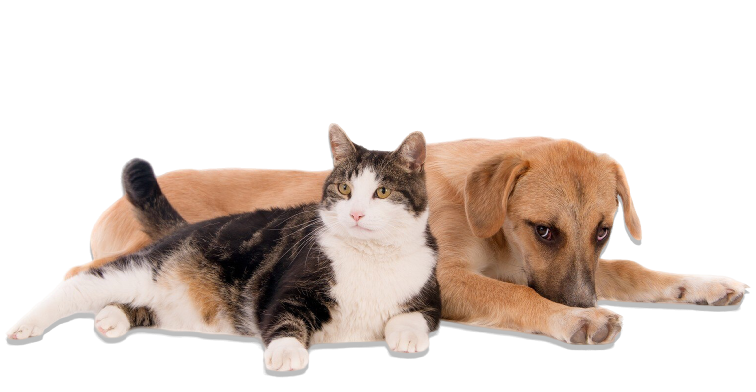 Adoptable Dogs | Adopt from the Gulf Coast Humane Society