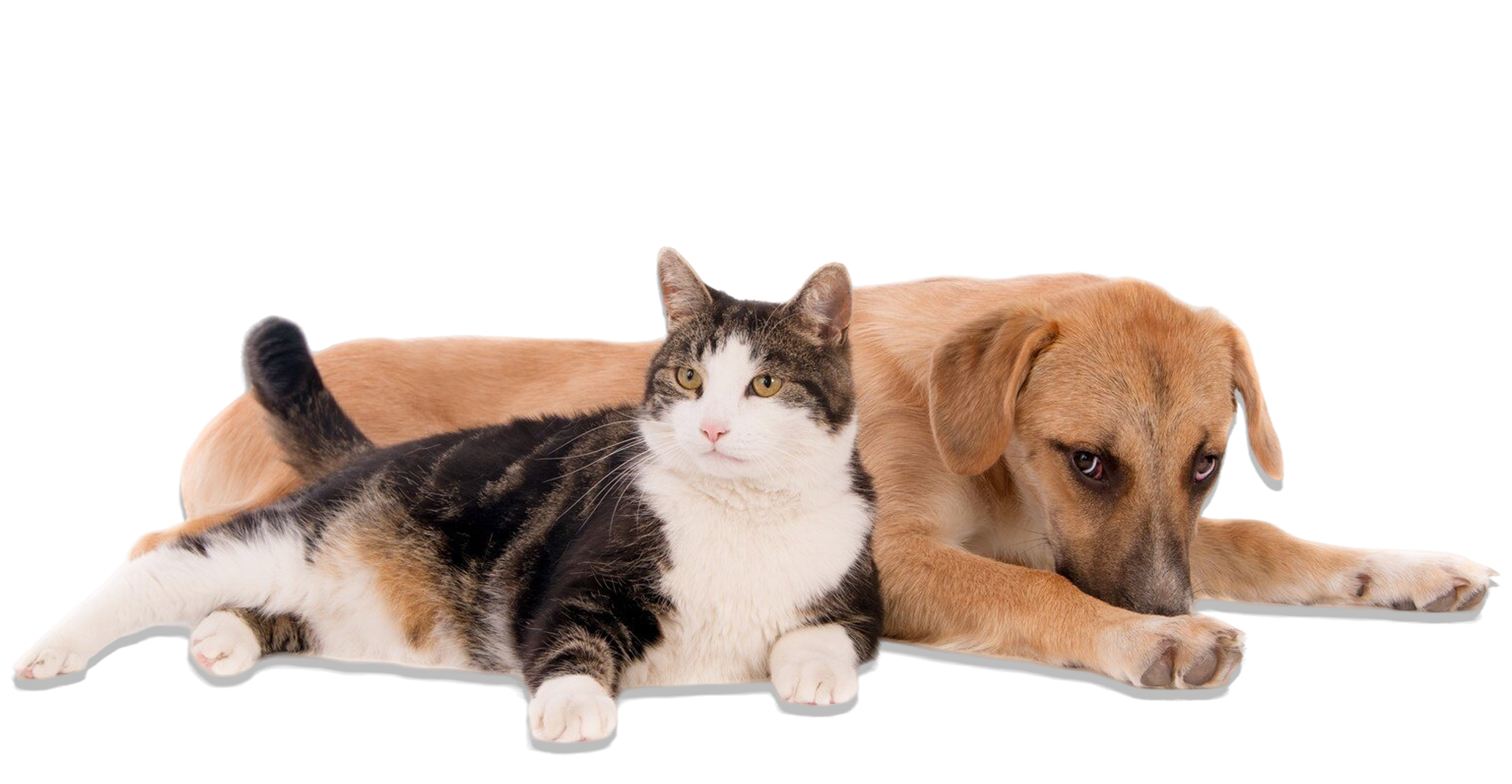 Dog & Cat