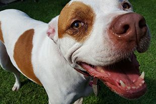Dolly - the Original Dolly's Dream Dog