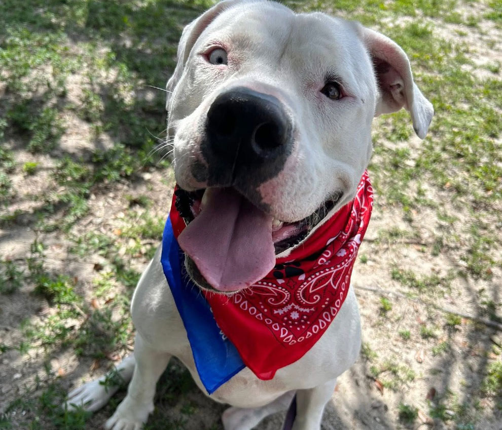 Dolly's Dream Dogs for Adoption at the Gulf Coast Humane Society