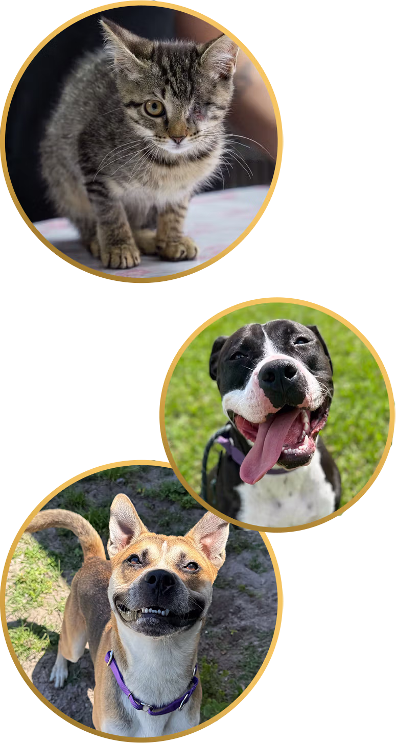 Adoptable Pets from the Gulf Coast Humane Society - 1 cat and 2 dogs