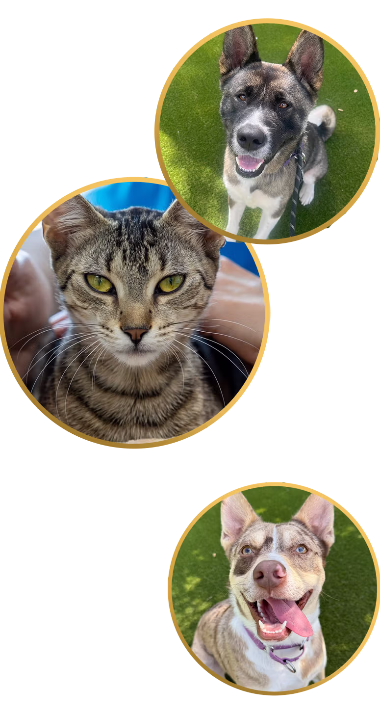 Adoptable Pets from the Gulf Coast Humane Society - 1 cat and 2 dogs