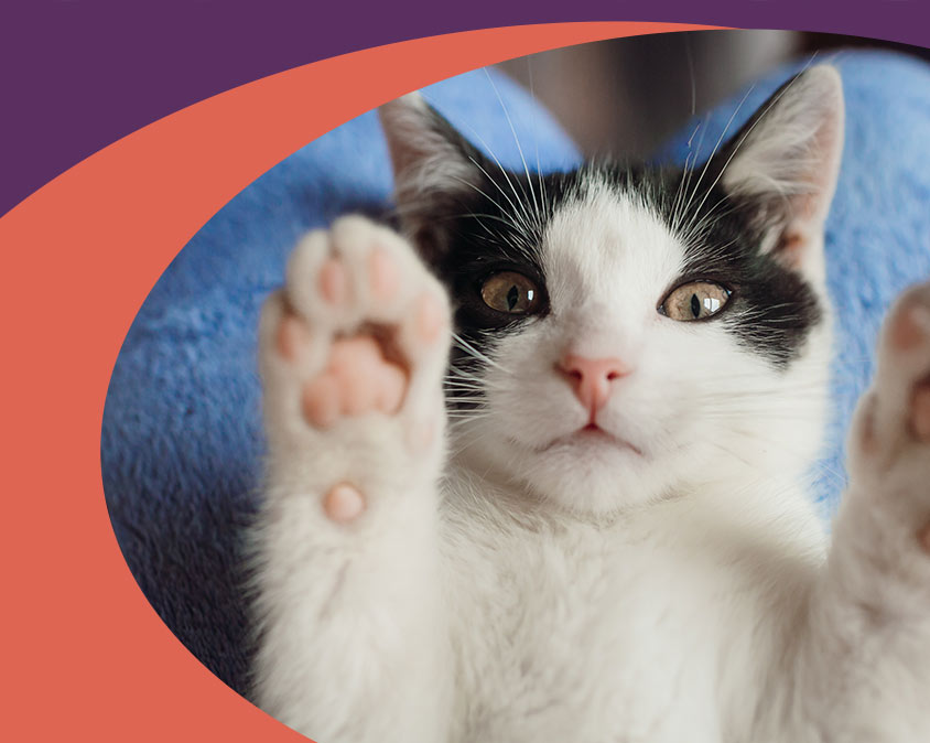 Career Opportunities with Gulf Coast Humane Society