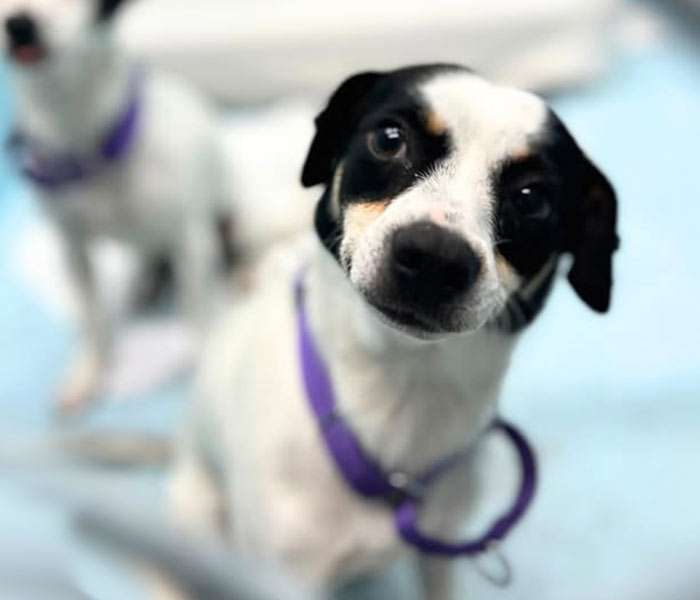 Give to the Gulf Coast Humane Society by becoming a sponsor of the Cat Room and Dog Kennel