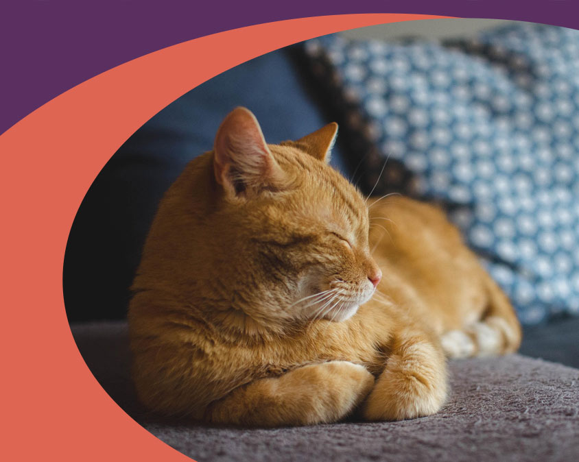 Gulf Coast Humane Society Foster Program