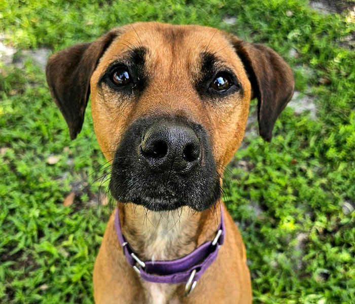 Give to the Gulf Coast Humane Society