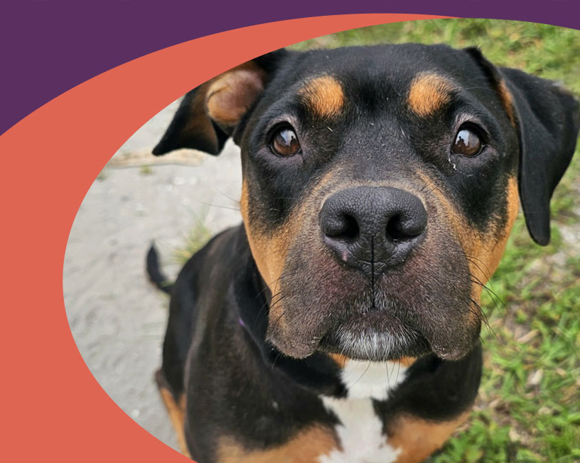 Give to the Gulf Coast Humane Society