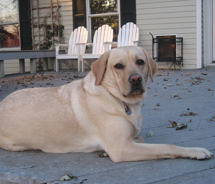 Give to the Gulf Coast Humane Society by supporting Okan's Fund
