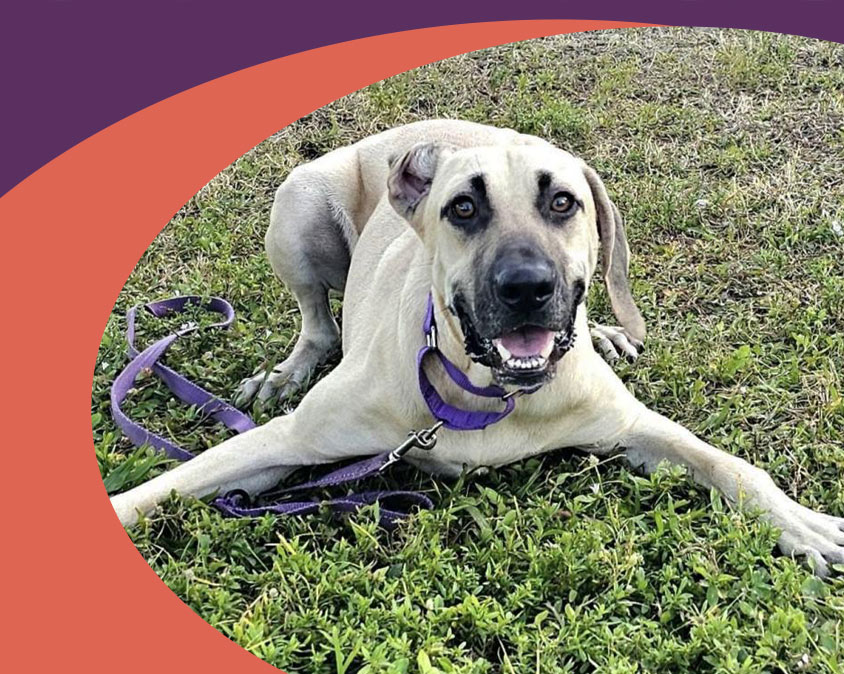 Gulf Coast Humane Society Pet Owner Resources