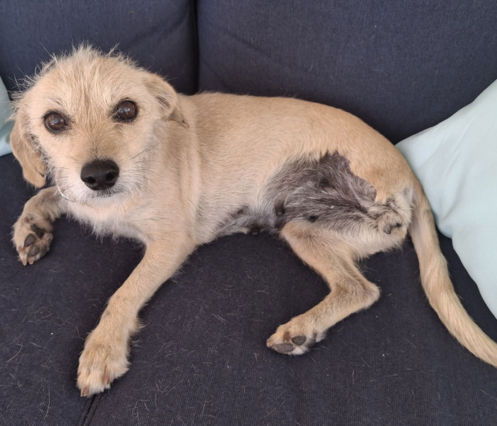 Give to the Gulf Coast Humane Society by supporting the Second Chance Fund