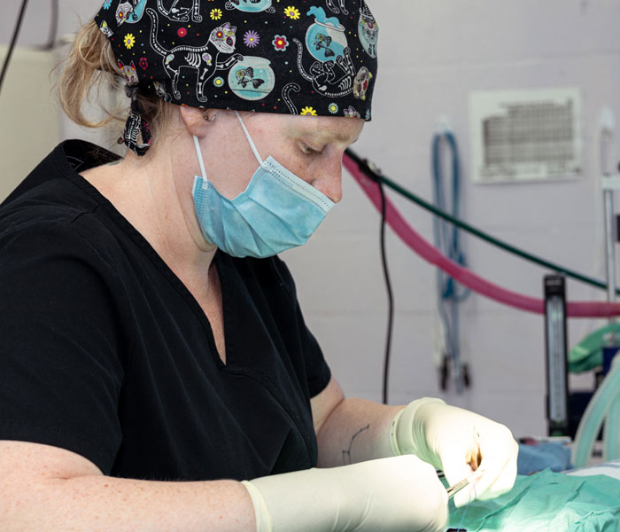 Give to the Gulf Coast Humane Society by supporting the Spay it Forward Program