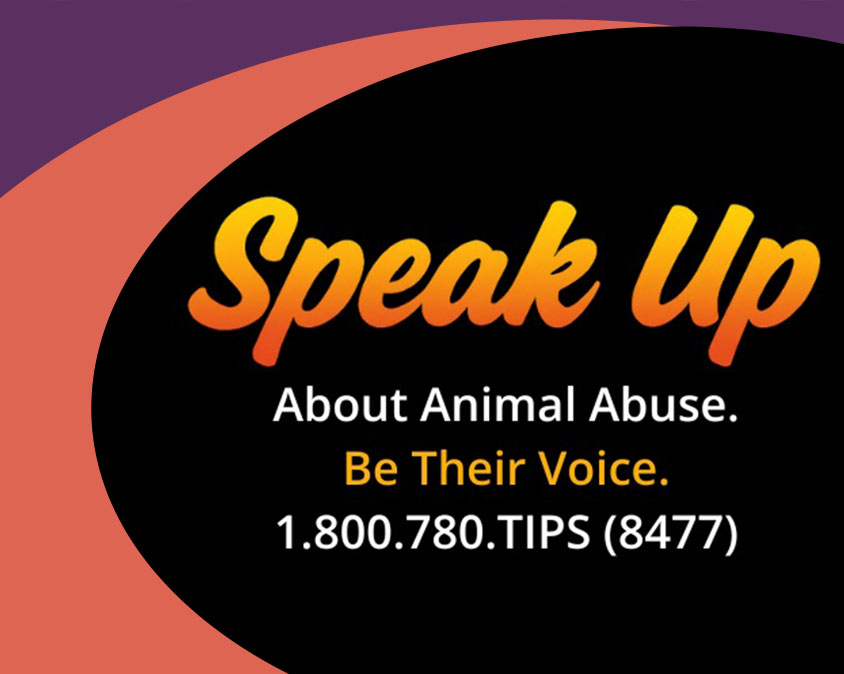 Gulf Coast Humane Society Speak Up Animal Abuse Campaign