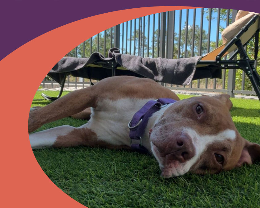 Gulf Coast Humane Society Dolly's Dream Adoption Programs