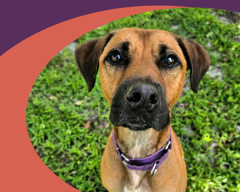 Community Service with Gulf Coast Humane Society Fort Myers
