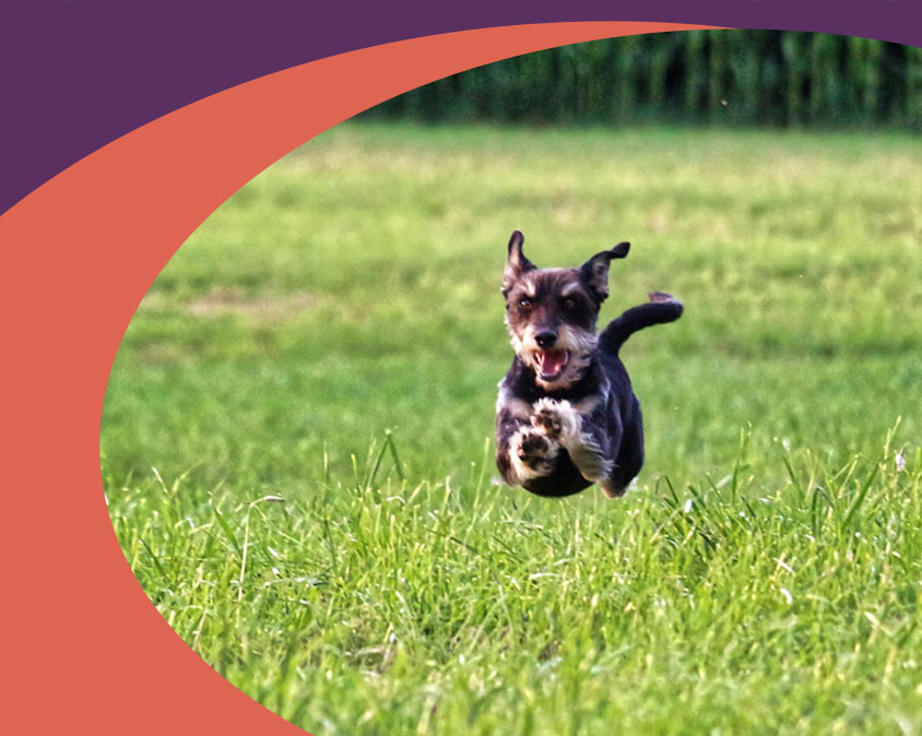 Gulf Coast Humane Society Annual Event: Fast and the Furriest 5k Run