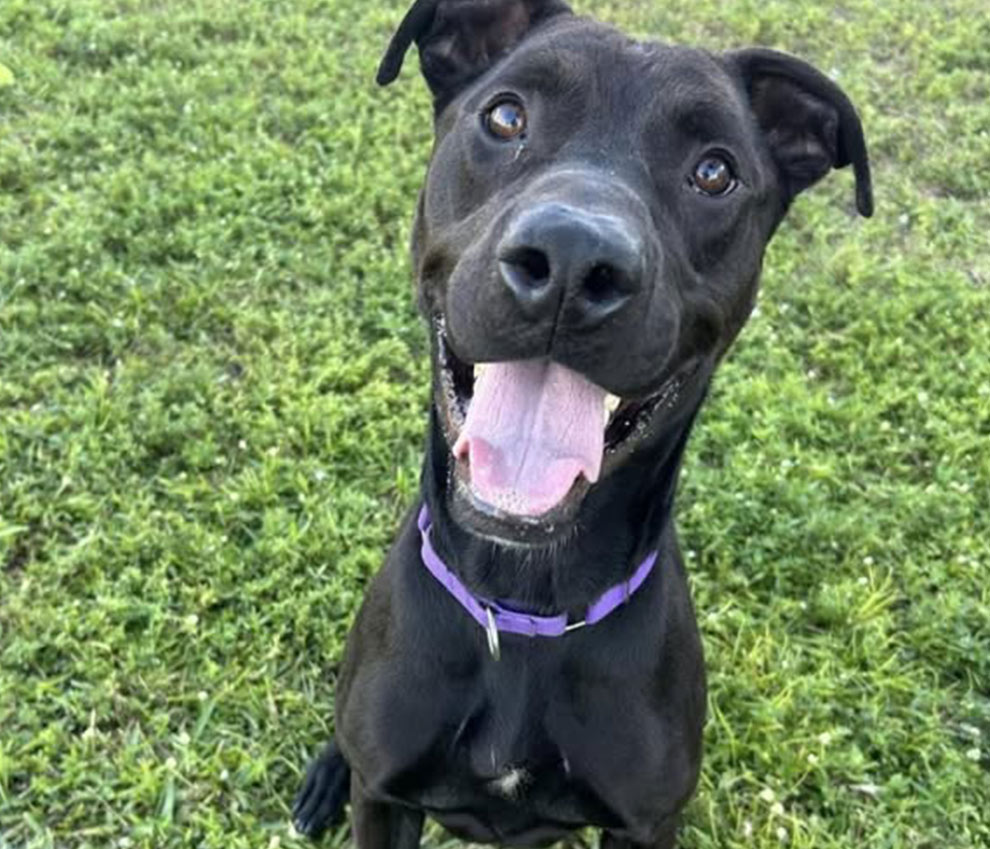 Gulf Coast Humane Society Resources: Frequently Asked Questions