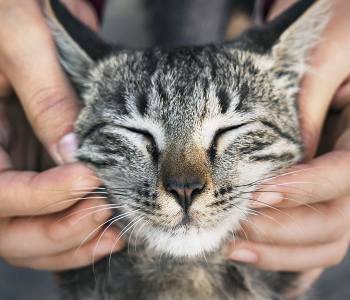 Gulf Coast Humane Society Resources: Surrendering Your Pet