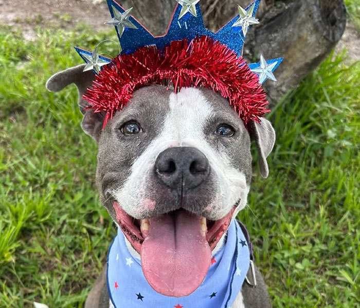 Upcoming events to support the Gulf Coast Humane Society