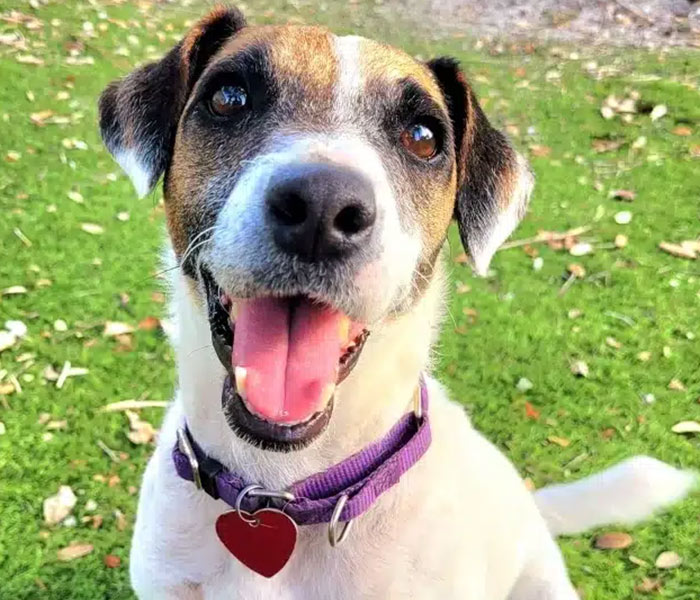 Home to Home Program from the Gulf Coast Humane Society