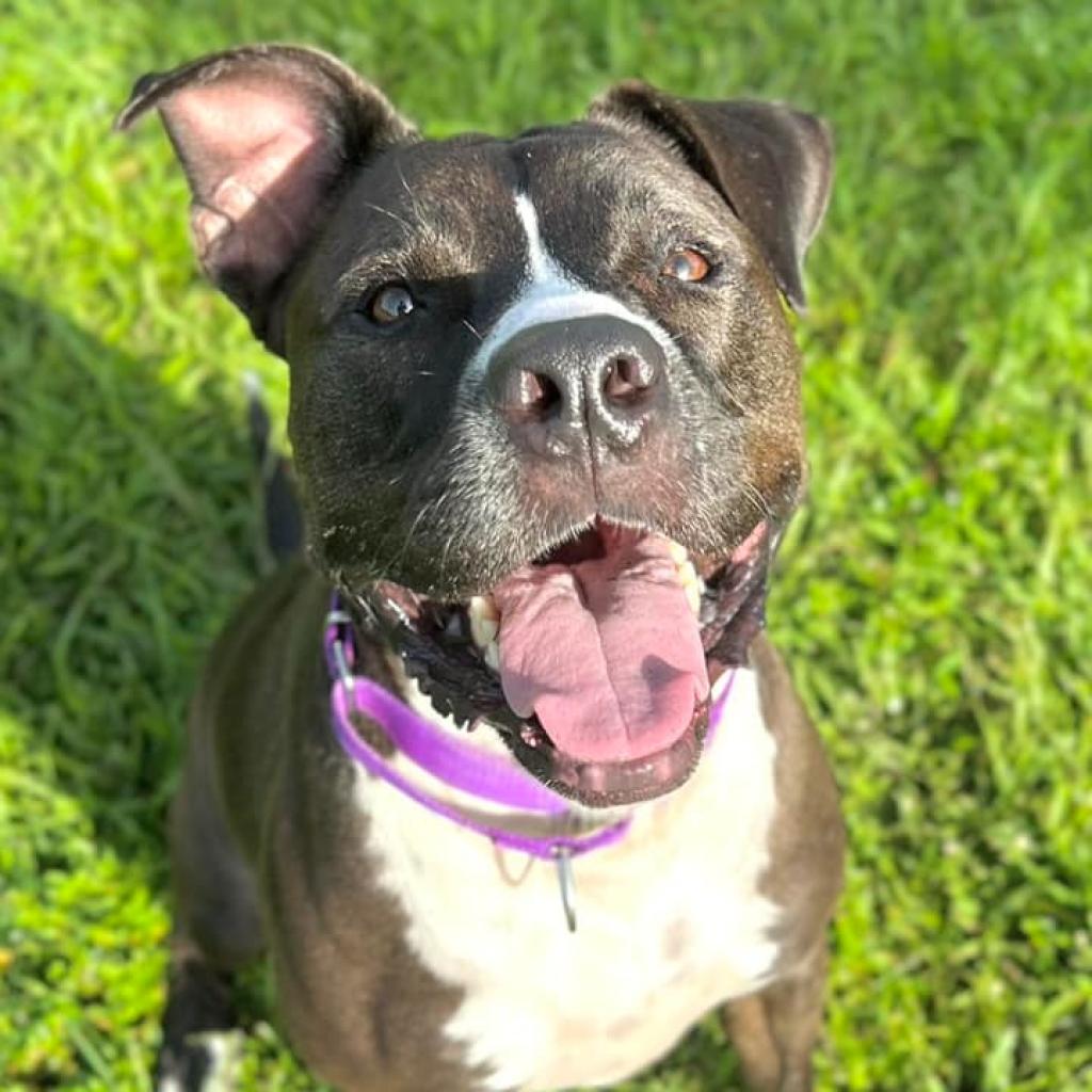 Meet Bruce - Dolly's Dream Dog Featured Dog