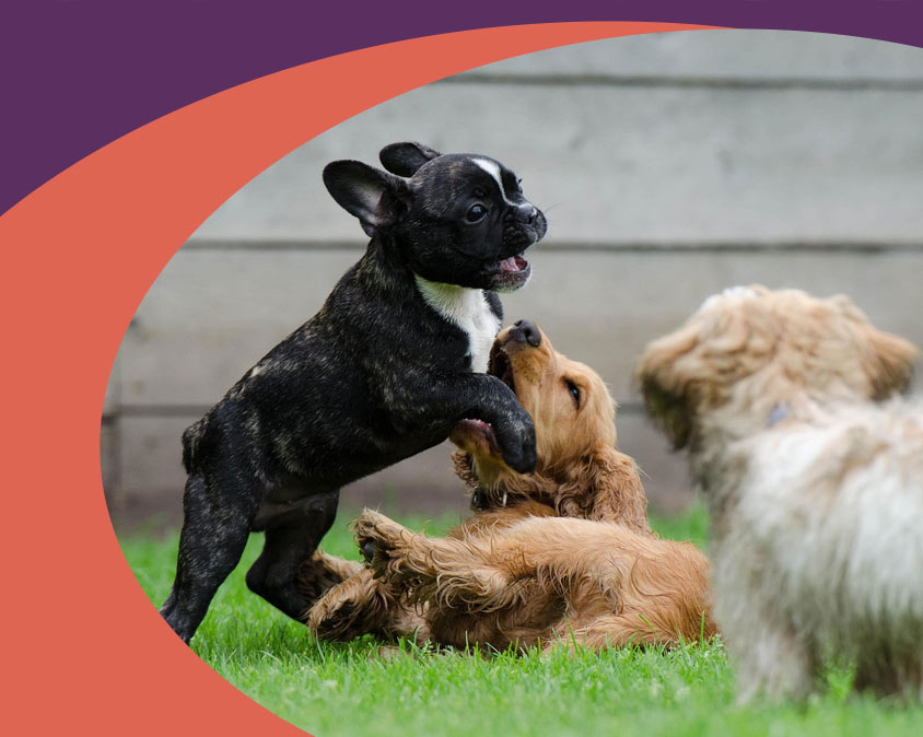 Meet the Gulf Coast Humane Society Leadership and Management Team