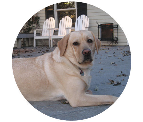 Okan's Fund Program | Gulf Coast Humane Society